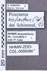 Etikett zu Melanoxanthus aurantiacus (Candèze, 1893)